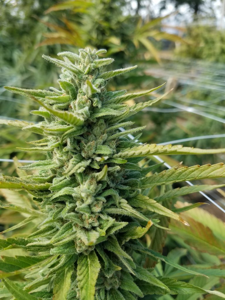 quality Washington CBD